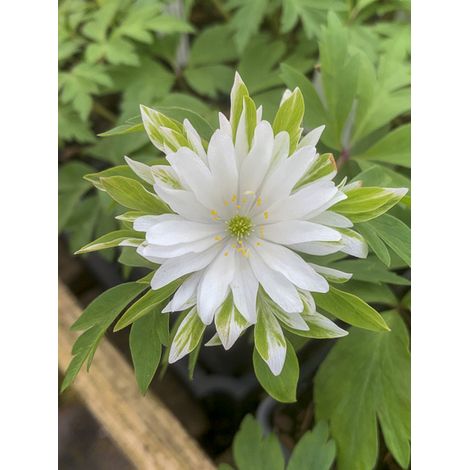 Anémone des bois, Anémone Sylvie 'Bracteata Plena' Bulbe calibre I (1/2)