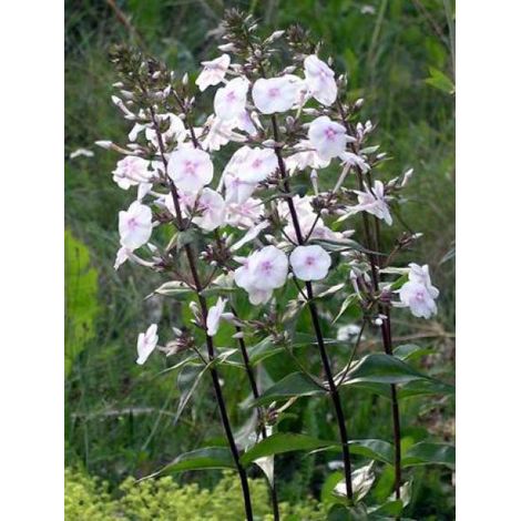 Phlox maculé 'Omega' Godet de 8/9 cm (1/2)