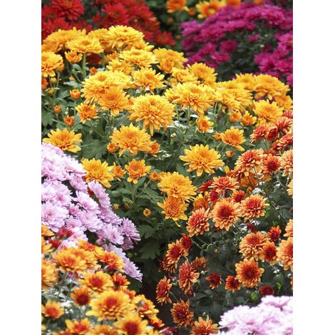 Chrysanthème des fleuristes 'Fanfare Improved F1' le sachet de 200 graines environ (0,1g)