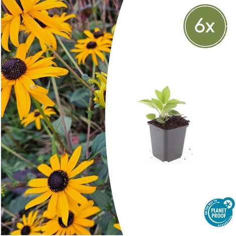Lot de 6 Rudbeckia fulgida 'Goldsturm' Plante Vivace Jaune pour Massif 10-25 cm Ø 9 cm - PANGIVO (1/5)