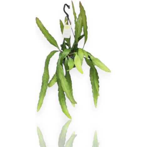 Gardenaria Epiphyllum fruhlingsgold - Pianta da interno ornamentale - Altezza: 33 cm (vaso 12) (1/5)