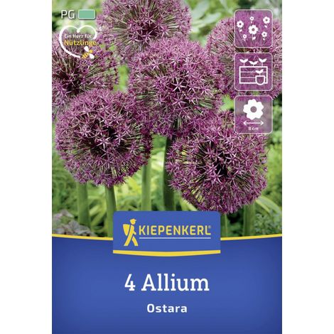Kiepenkerl Herbstblumenzwiebel Zierlauch Ostara 4 Stück (1/2)