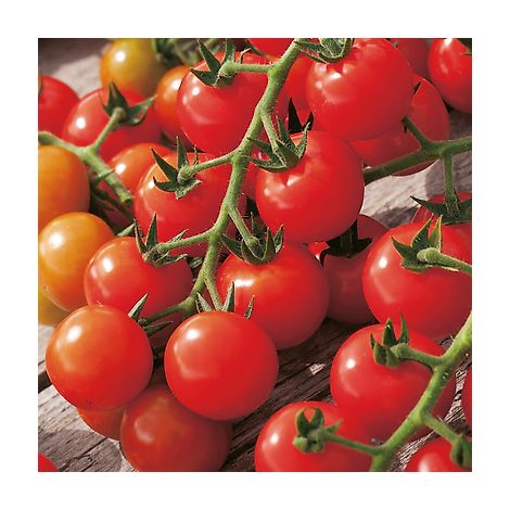 TOMATE CERISE - 0.5 G