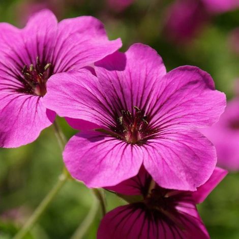 Géranium vivace Patricia/Pot de 3L - 20/40 cm (1/3)