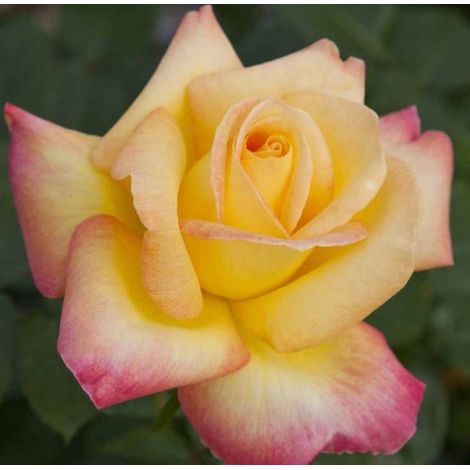 Rosa Oriental PEACE ® Baipeace