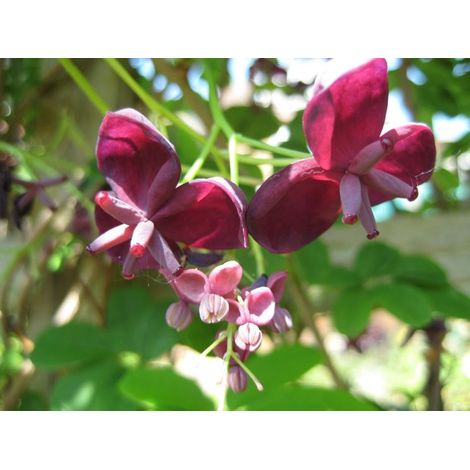 Vivaio Garden Forest – Plante grimpante Akebia quinata – Feuilles palmées vert foncé – Fleurs parfumées brun-pourpre – Couvre-sol dense pour treillis