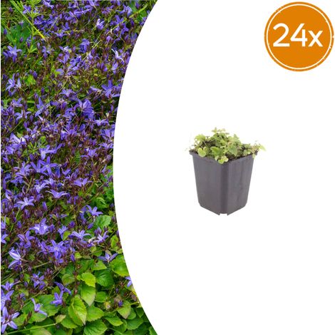 Lot de 24 Campanules des Balkans Campanula poscharskyana Couvre-sol Vivace Bleu Violacé Ø 9 cm - PANGIVO (1/5)