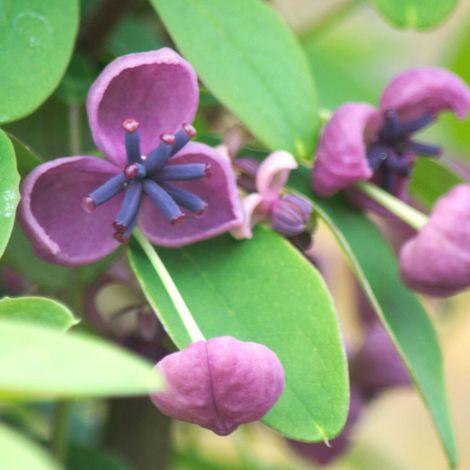 Akebie quinata Rosea, Akebia/Pot de 3L - Echelle bambou 60/120 cm (1/3)