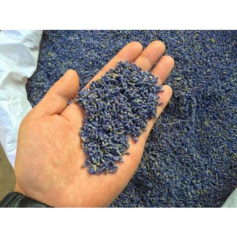 Fiori di lavanda essiccati Bardusch, 100% puri e naturali, boccioli di lavanda profumati, qualità eccellente - 250 g (1/4)