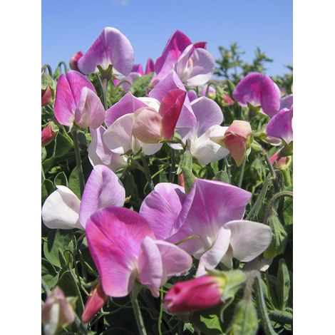 Pois de senteur nain 'Cupid Pink' le sachet de 25 graines (2,5g) (1/2)