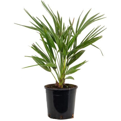 Bloomique - Chamaerops Humilis - Palmier nain européen - Palmier rustique - Plantes de jardin - Hauteur 60-70 cm - Pot 19 cm (1/4)