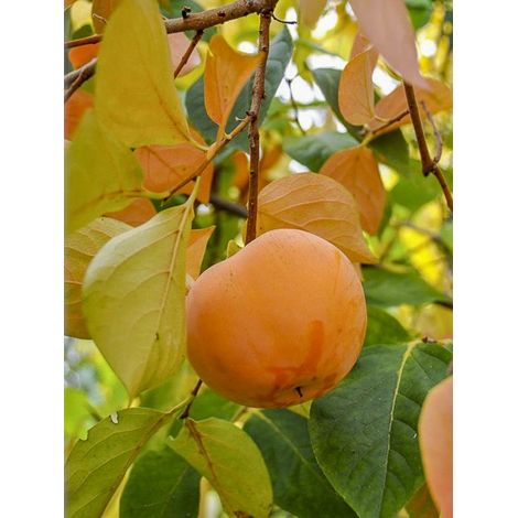 Plaqueminier, Kaki 'Sharon' Pot de 12L/15L, Demi-Tige
