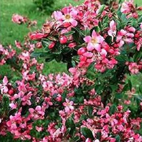 Escallonia 'Donard Radiance' - 40-50 cm pot