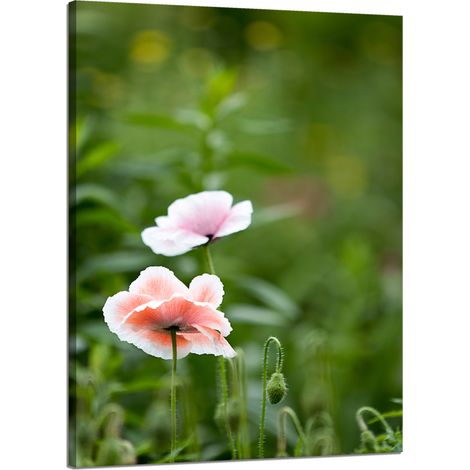 Leinwanddruck Botanik Mohnblumen 50x70 cm
