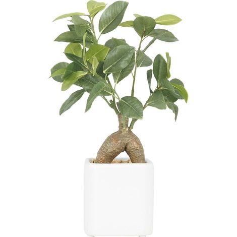 Bonsai ficus elastica pot en céramique 28 cm