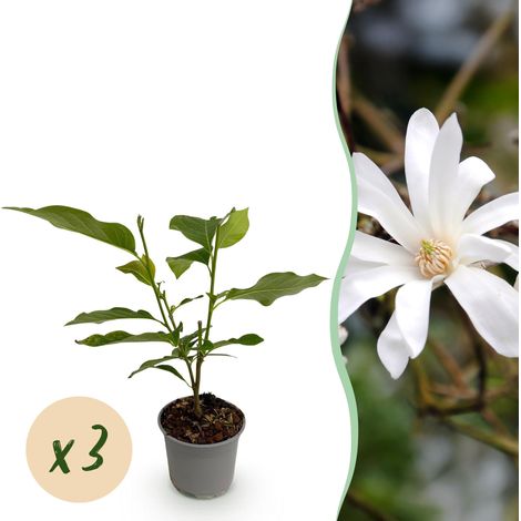 Magnolia stellata - Lot de 3 Arbustes à Fleurs Blanches - Idéal Jardin et Terrasse - Pot 12cm 30cm - PANGIVO (1/5)