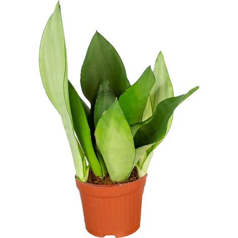 Bloomique - Sansevieria Moonshine - Langue de belle-mère - Plantes d’intérieur - Dépolluante - Très facile à entretenir - 30-40 cm de haut - Pot 12 cm