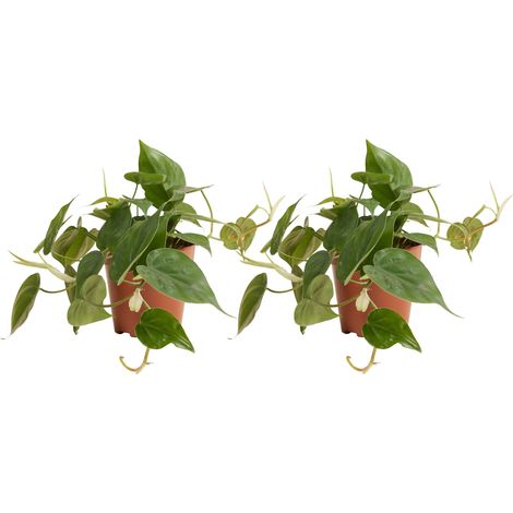 Bloomique - Lot de 2 - Philodendron Scandens - Plante suspendue - Convient également comme plante grimpante - Plante d'intérieur - Purificateur d'air - Facile d'entretien - Hauteur 15-20 cm -12 cm