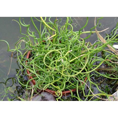 JUNCUS EFFUSUS SPIRALIS VASO 13CM