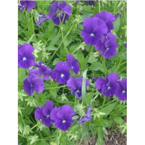 Violette cornue 'Martin' Godet de 8/9 cm