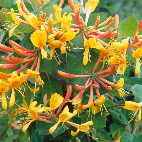 Chèvrefeuille - Lonicera xtellmanniana 70cm