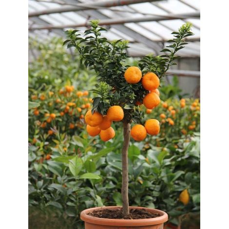 Chinotto "Citrus x myrtifolia" pianta di agrumi di Sicilia in vaso ø20 cm FOTO REALI (1/5)