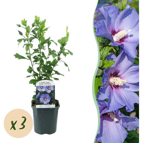 Hibiscus syriacus Oiseau Bleu - Lot de 3 Hibiscus de Jardin Rustiques - Fleurs Bleues - Pot 17 cm - PANGIVO (1/5)