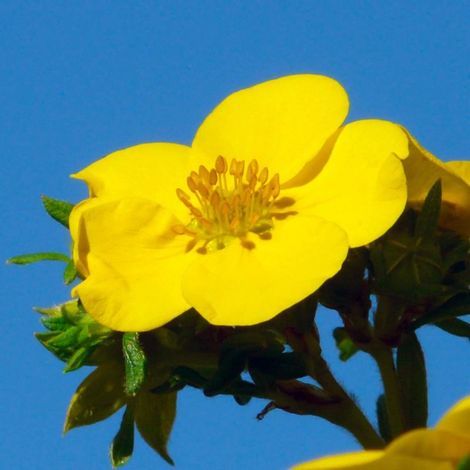 Potentille arbustive 'Goldfinger' (Potentilla fruticosa 'Goldfinger') (1/3)