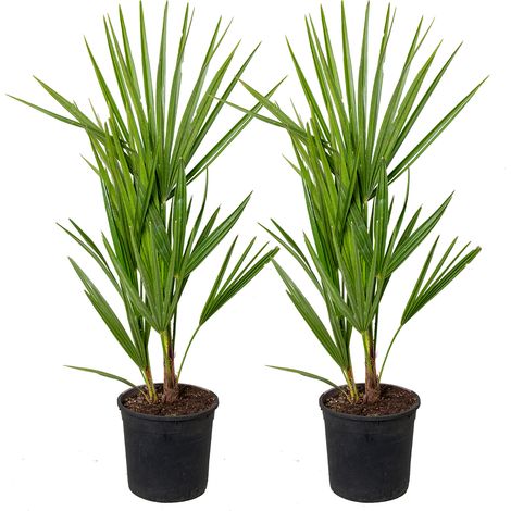 Bloomique - Lot de 2 - Chamaerops Humilis - Palmier nain européen - Palmier rustique - Plantes de jardin - 40-50 cm de haut - Pot 15 cm