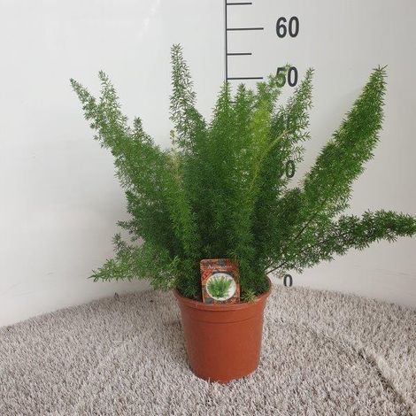 Asparagus densiflorus Meyersii - Plante Verte d'Intérieur Queue de Renard - Ø17cm - H50cm - PANGIVO