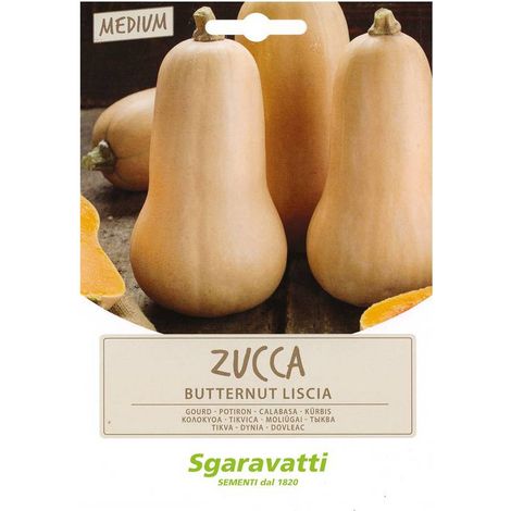 SEMI PER ORTAGGI E VEGETALI zucca butternut liscia