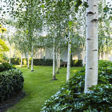 Betula Pendula Betulla Bianca Betula Alba Pianta in vaso - 150/170 cm vaso 2 Litri (1/5)