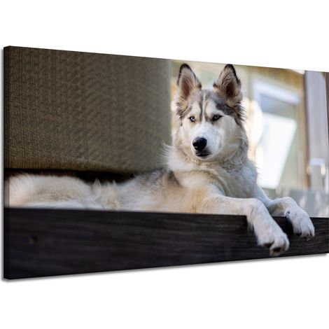 Leinwanddruck „Tiere Husky Hund“ 120x70 cm