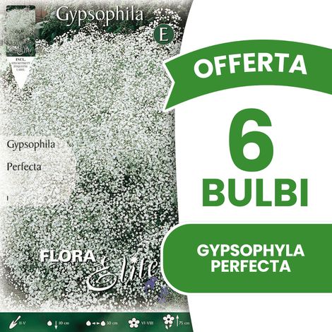 OFFERTA 6 BULBI GYPSOPHYLA PERFECTA