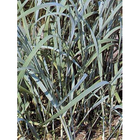 Blé d'azur Godet de 8/9 cm (1/3)