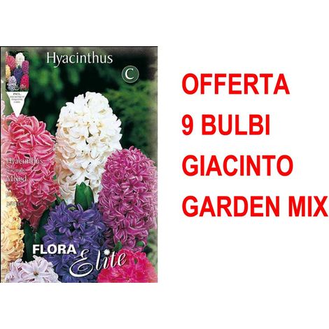 OFFERTA 9 BULBI GIACINTO GARDEN MIXED DI COLORI BULBS profumati