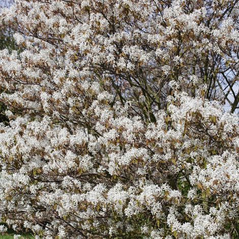 Amélanchier de Lamarck - Amelanchier lamarckii 4L