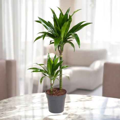Gardenaria Dracaena fragrans 'Janet craig' - Pianta da interno ornamentale - Altezza: 100 cm (vaso 24)