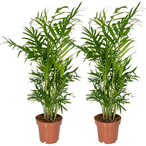 Lot de 2 Chamaedorea Elegans Palmier d’Intérieur Feuillage Vert Pot 12 cm Hauteur 40 cm - PANGIVO (1/5)