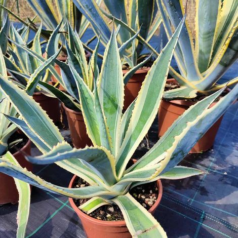 agave americana variegated (century plant) 1 plant/pianta medium