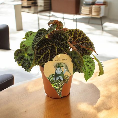 Gardenaria Begonia ferox - Pianta da interno ornamentale - Altezza: 25 cm (vaso 12) (1/3)