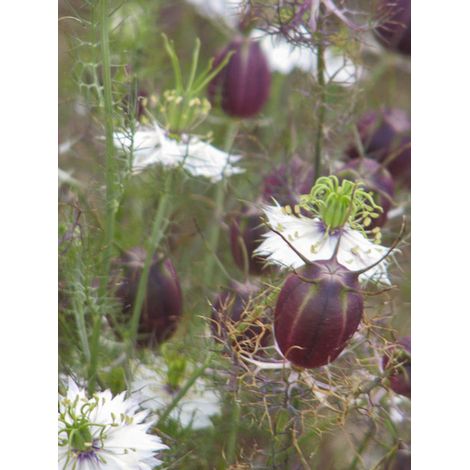 Nigelle 'blanche à capsule rouge'' le sachet de 150 graines (0,5g) (1/2)