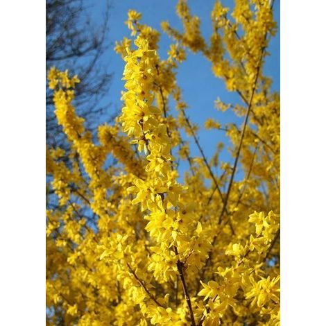 PIANTA DI FORSYTHIA LINWOODGOLD IN VASO CM 18  (foto reale) ALTEZZA CM 40/50