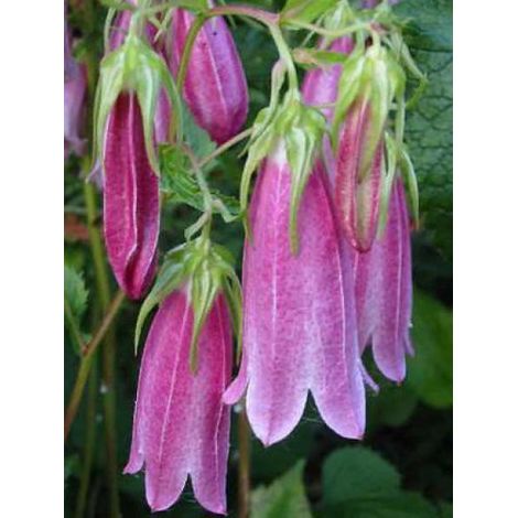 Campanule takesimana 'Elisabeth' Godet de 7/8 cm (1/4)