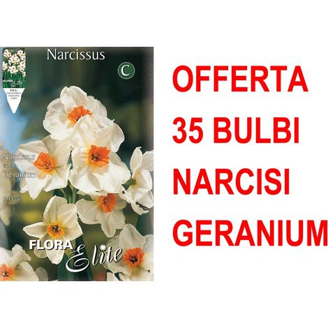 OFFERTA 35 BULBI NARCISO MULTIFIORI GERANIUM
