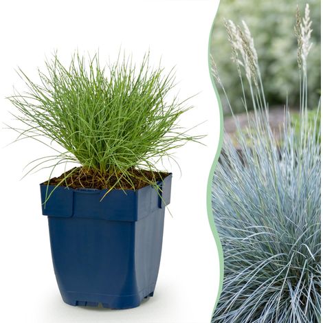 Fétuque Bleue Festuca Glauca Plante Vivace Persistante Bleu Pot 11 cm 15-25 cm 1 Plante (1/5)