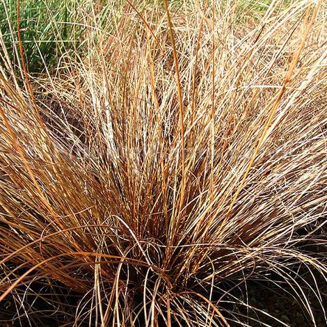 4 x Laîche  - Carex comans 'Bronze Form'  - godet 9x9 cm