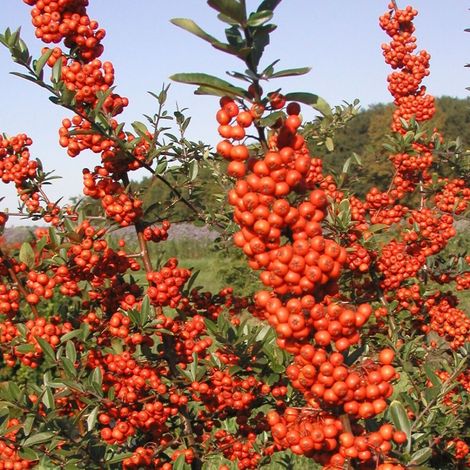 Buisson ardent Saphyr® Rouge 'Cadrou', Pyracantha/Pot de 3L - 60/80 cm
