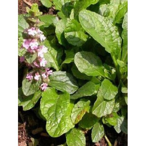 Bugle rampant 'Purple Torch' Godet de 7/8 cm (1/2)