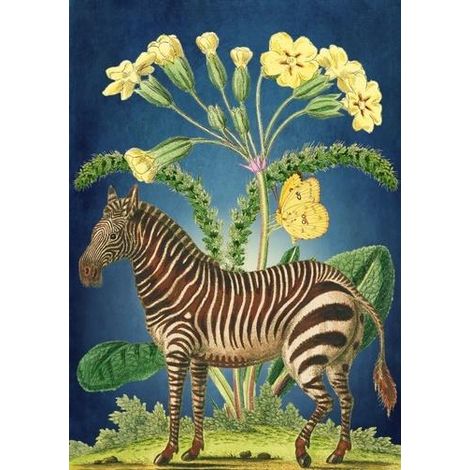 B6-Karte mit Zebra-Umschlag